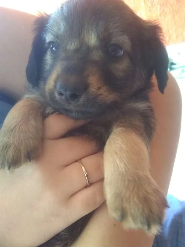 Cachorro ra a vira lata idade Abaixo de 2 meses nome Sem nome