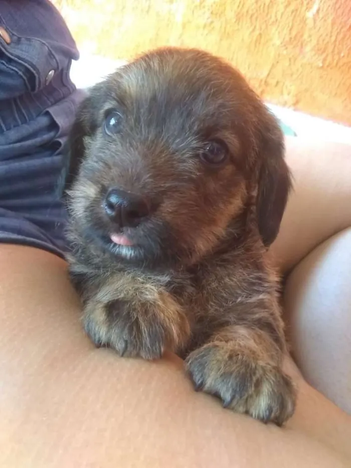 Cachorro ra a vira lata idade Abaixo de 2 meses nome Sem nome