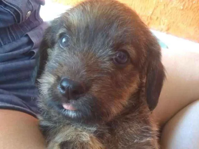 Cachorro ra a vira lata idade Abaixo de 2 meses nome Sem nome