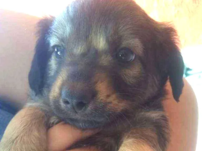 Cachorro ra a vira lata idade Abaixo de 2 meses nome Sem nome