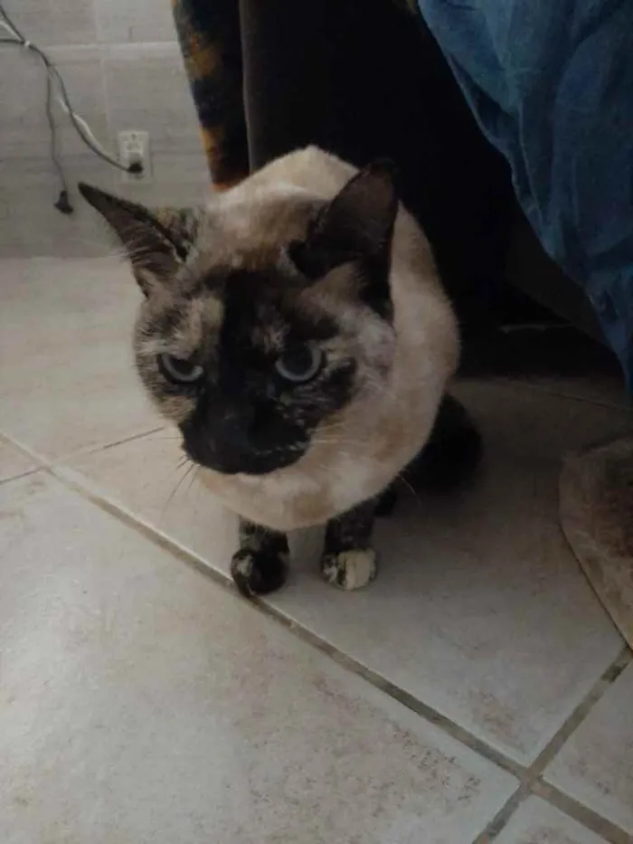 Gato ra a Srd com siamês  idade 7 a 11 meses nome Nina Linda gatinha 