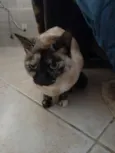 Nina Linda gatinha