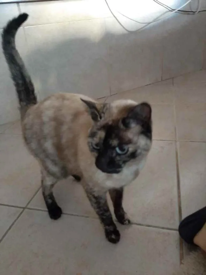 Gato ra a Srd com siamês  idade 7 a 11 meses nome Nina Linda gatinha 