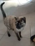 Nina Linda gatinha