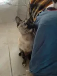 Nina Linda gatinha