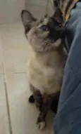 Nina Linda gatinha
