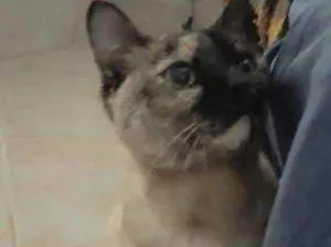 Gato raça Srd com siamês  idade 7 a 11 meses nome Nina Linda gatinha 