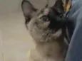 Nina Linda gatinha