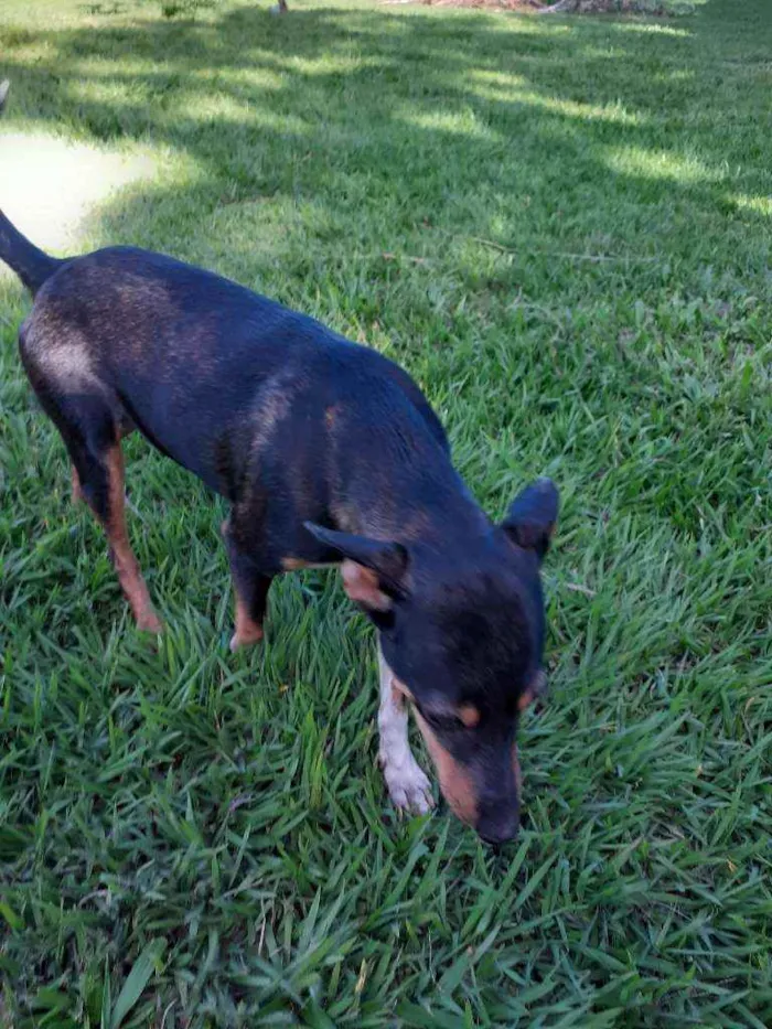 Cachorro ra a Rsd idade 2 anos nome Marrozinho