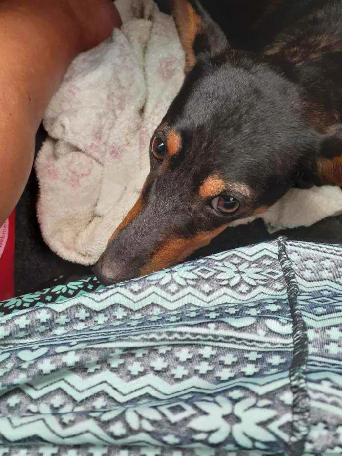 Cachorro ra a Rsd idade 2 anos nome Marrozinho