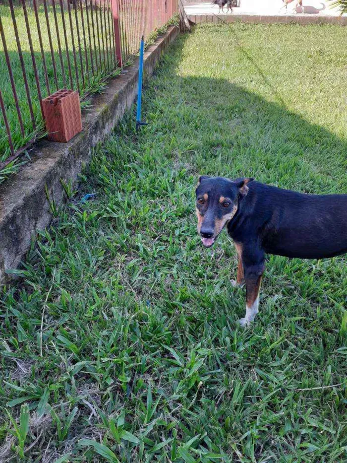 Cachorro ra a Rsd idade 2 anos nome Marrozinho