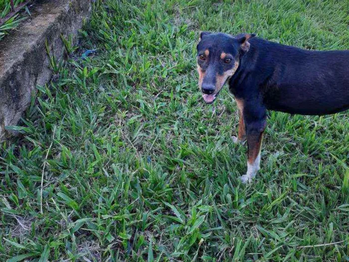 Cachorro ra a Rsd idade 2 anos nome Marrozinho