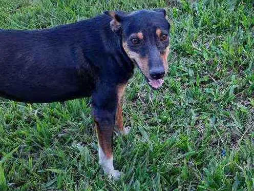 Cachorro ra a Rsd idade 2 anos nome Marrozinho