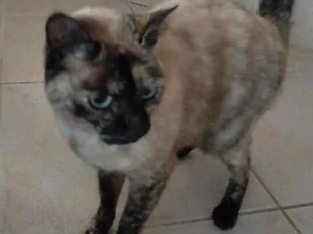 Gato ra a Srd com siamês  idade 7 a 11 meses nome Nina Linda gatinha 