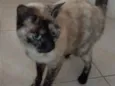 Nina Linda gatinha