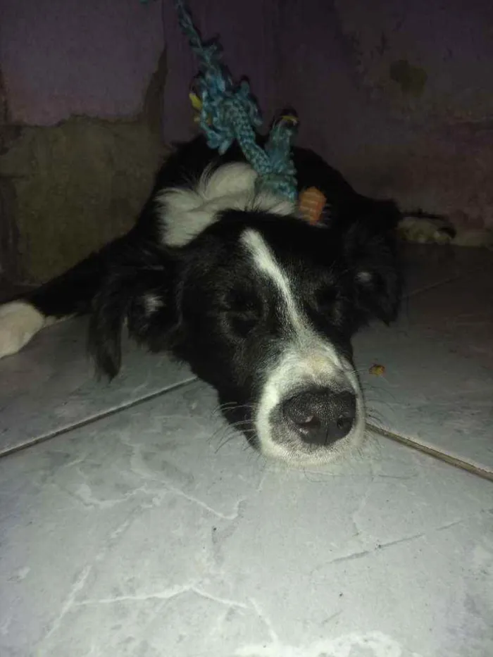 Cachorro ra a  idade 2 a 6 meses nome Olaf