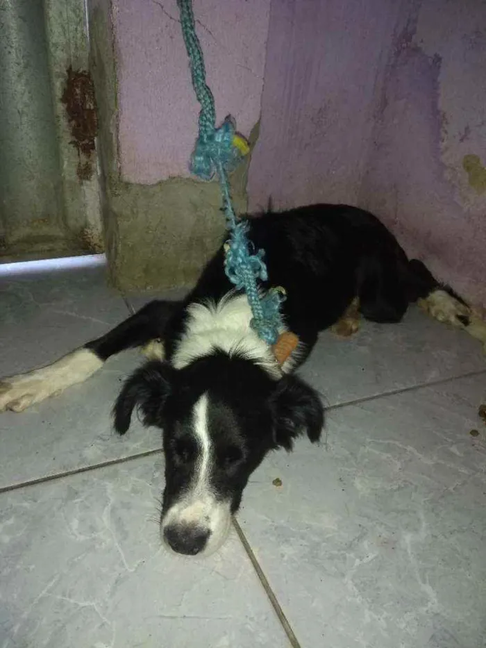 Cachorro ra a  idade 2 a 6 meses nome Olaf