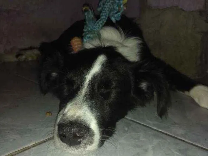 Cachorro ra a  idade 2 a 6 meses nome Olaf