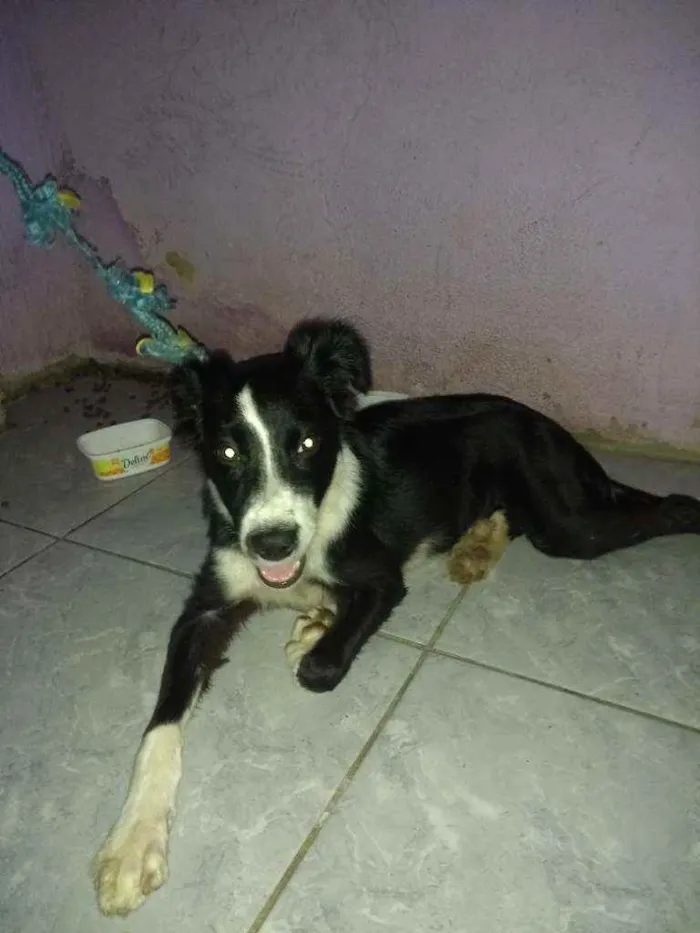 Cachorro ra a  idade 2 a 6 meses nome Olaf