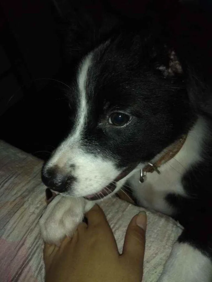 Cachorro ra a  idade 2 a 6 meses nome Olaf