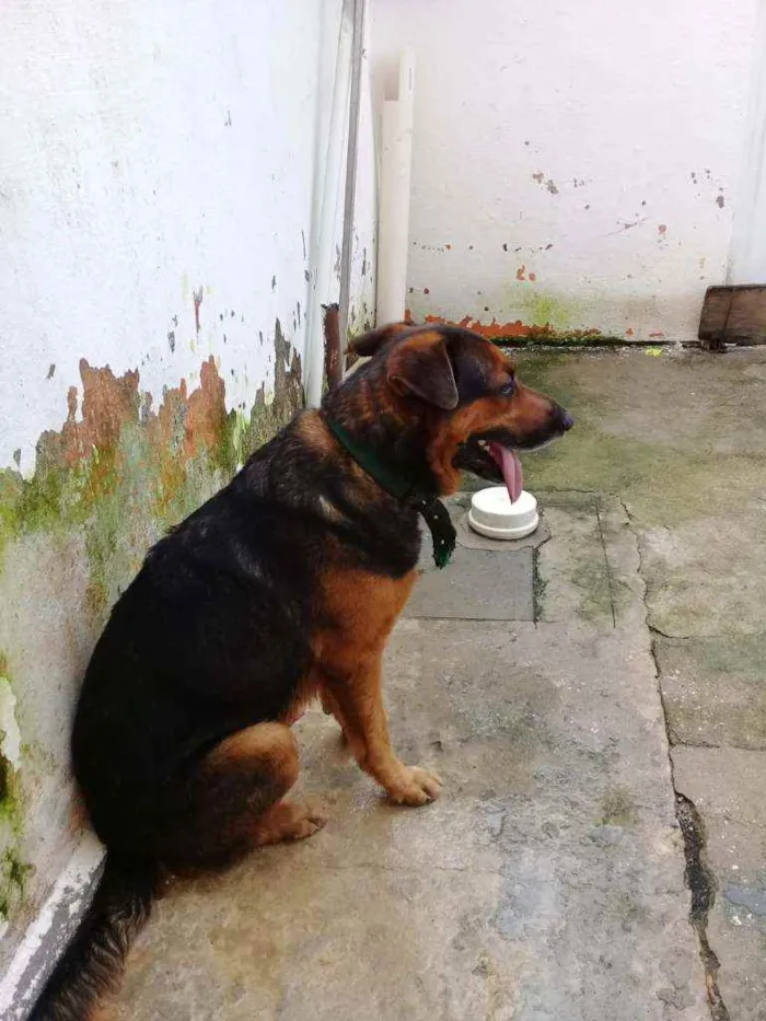 Cachorro raça PASTOR ALEMÃO  idade 3 anos nome SPOT