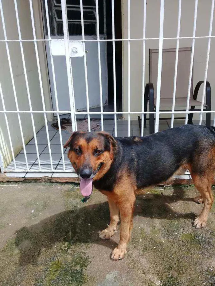 Cachorro raça PASTOR ALEMÃO  idade 3 anos nome SPOT