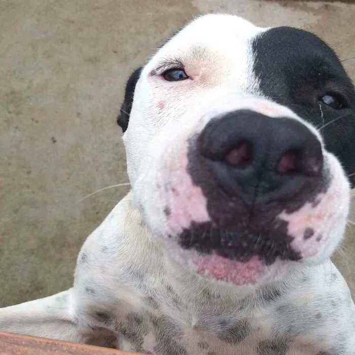 Cachorro ra a Pitbull idade 3 anos nome Zuus