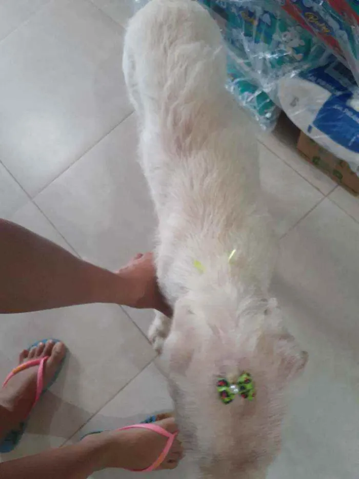 Cachorro raça Srd idade 2 a 6 meses nome BRANQUINHA CASTRADA