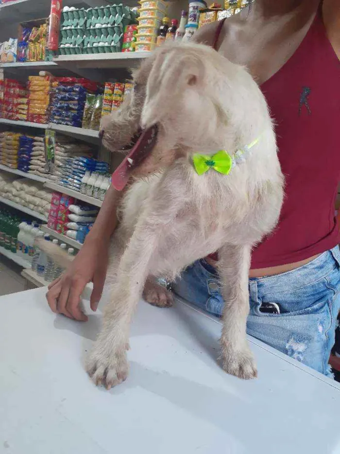 Cachorro raça Srd idade 2 a 6 meses nome BRANQUINHA CASTRADA