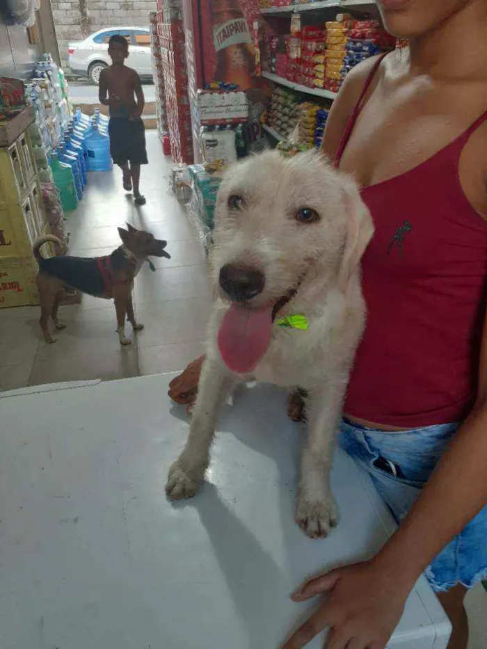 Cachorro raça Srd idade 2 a 6 meses nome BRANQUINHA CASTRADA
