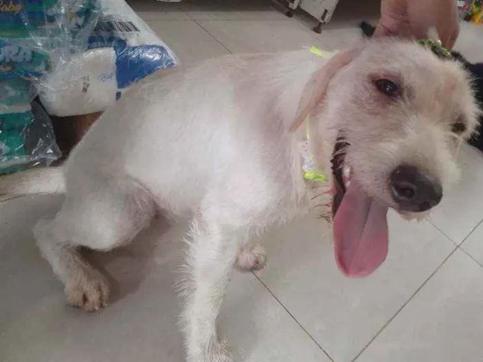Cachorro raça Srd idade 2 a 6 meses nome BRANQUINHA CASTRADA