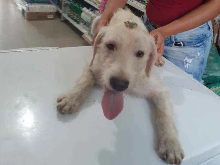 Cachorro raça Srd idade 2 a 6 meses nome BRANQUINHA CASTRADA