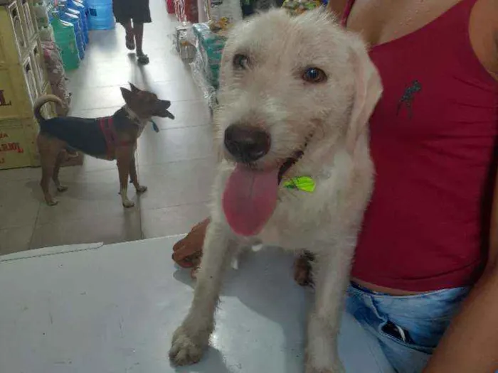 Cachorro raça Srd idade 2 a 6 meses nome BRANQUINHA CASTRADA