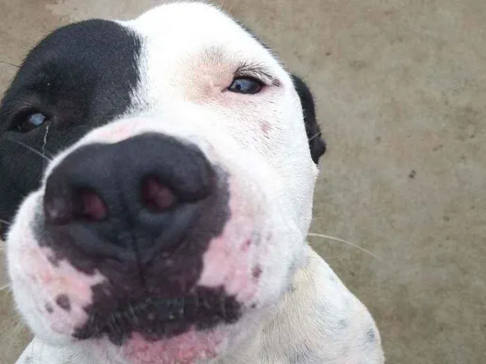 Cachorro ra a Pitbull idade 3 anos nome Zuus