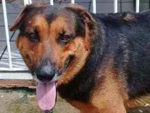 Cachorro raça PASTOR ALEMÃO  idade 3 anos nome SPOT