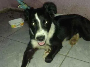 Cachorro raça  idade 2 a 6 meses nome Olaf