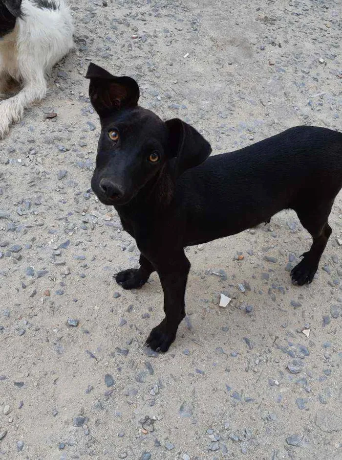 Cachorro raça SRD idade 2 a 6 meses nome Baruk