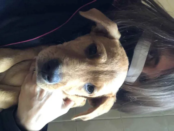 Cachorro ra a SRD idade 2 a 6 meses nome Jonas