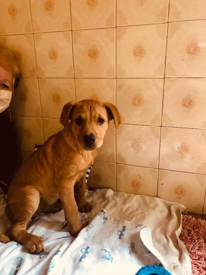 Cachorro ra a SRD idade 2 a 6 meses nome Jonas