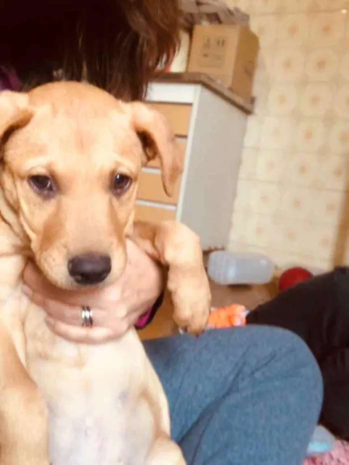 Cachorro ra a SRD idade 2 a 6 meses nome Jonas