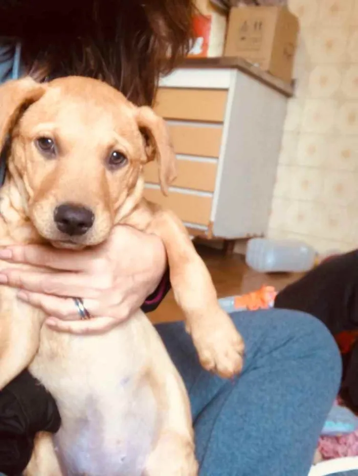 Cachorro ra a SRD idade 2 a 6 meses nome Jonas