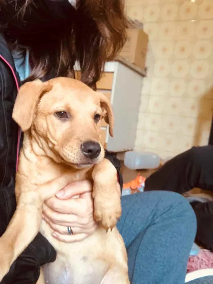 Cachorro ra a SRD idade 2 a 6 meses nome Jonas