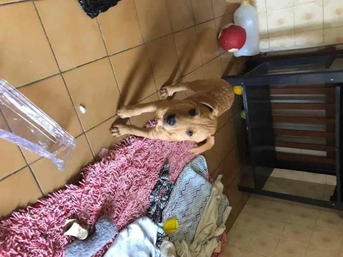 Cachorro ra a SRD idade 2 a 6 meses nome Jonas