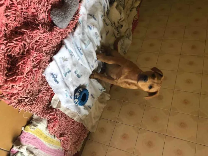 Cachorro ra a SRD idade 2 a 6 meses nome Jonas