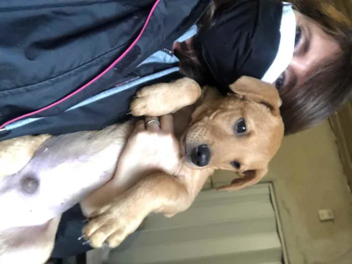 Cachorro ra a SRD idade 2 a 6 meses nome Jonas