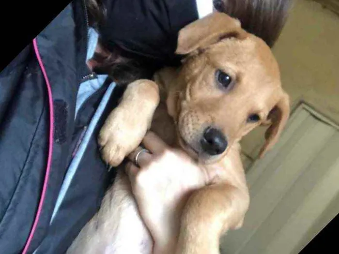 Cachorro ra a SRD idade 2 a 6 meses nome Jonas