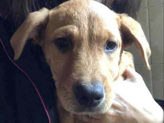 Cachorro ra a SRD idade 2 a 6 meses nome Jonas