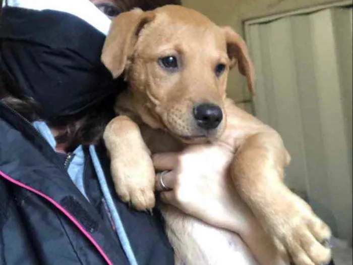 Cachorro ra a SRD idade 2 a 6 meses nome Jonas