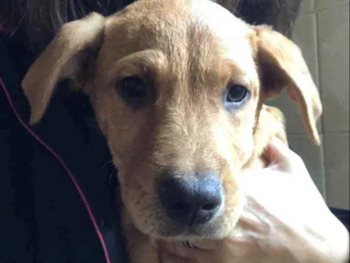 Cachorro ra a SRD idade 2 a 6 meses nome Jonas