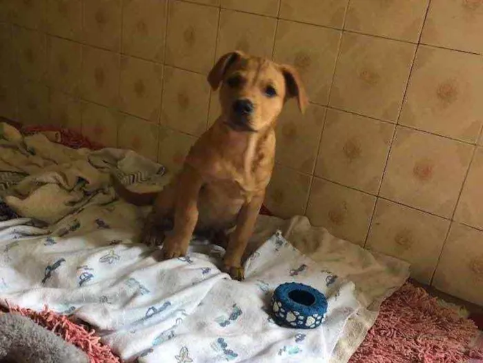 Cachorro ra a SRD idade 2 a 6 meses nome Jonas